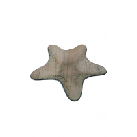 Bandeja estrela do mar verde